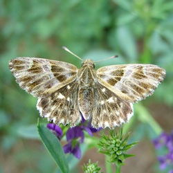 Muschampia floccifera